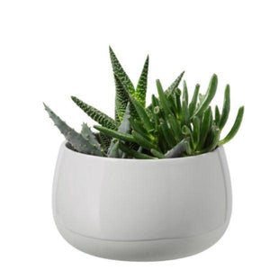 Succulent Plant with Pot